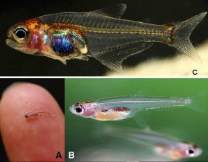 ika, gambar ikan, ikan terkecil didunia,