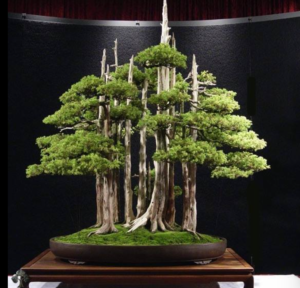 bonzai 