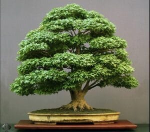 Bonzai termahal didunia