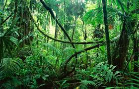 hutan, gambar hutan, sesat di hutan, 