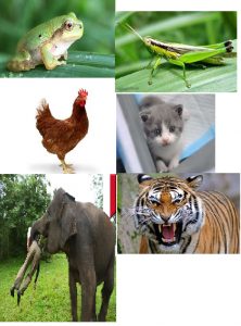 katak, belalang, ayam, gajah, harimau, kucing, 